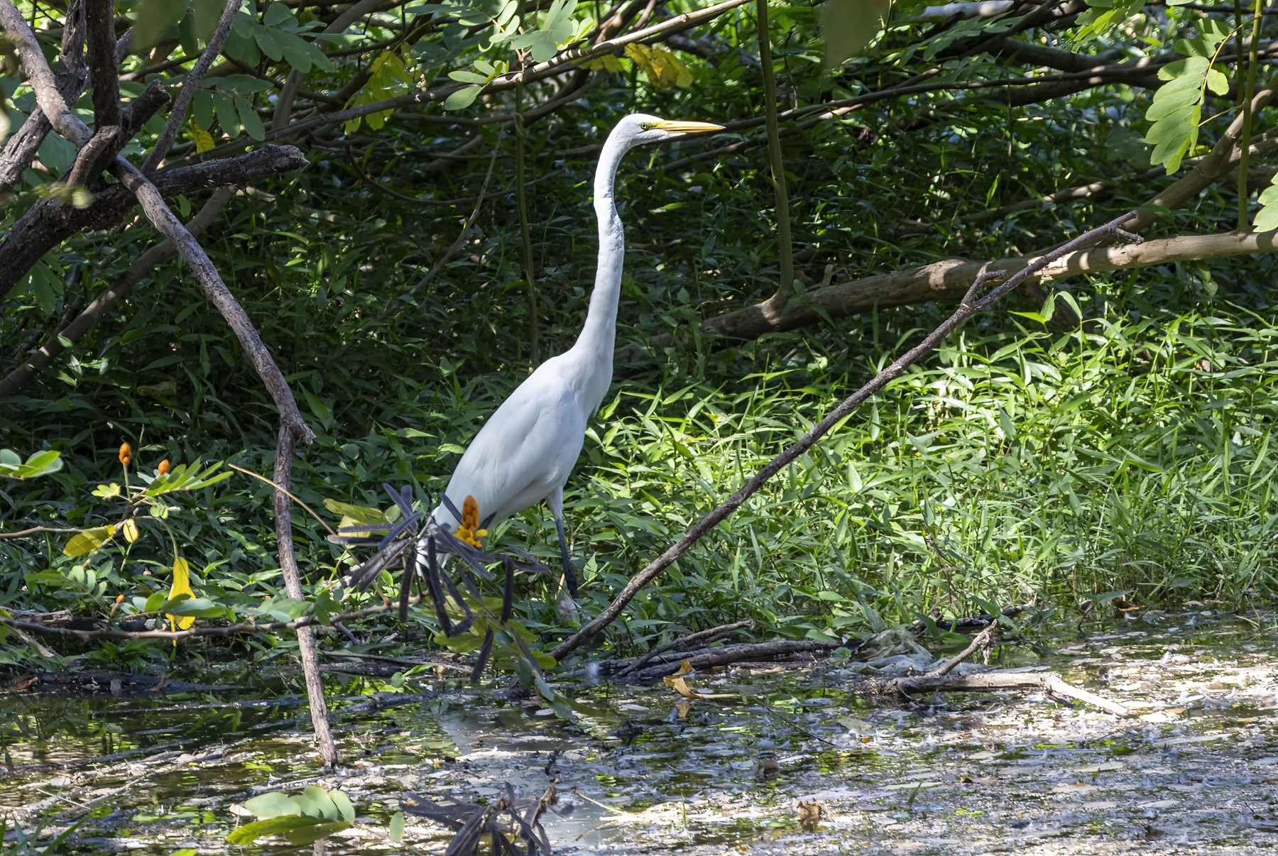 Great White Heron, Liberia, Costa Rica